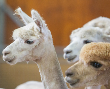 Alpaca Shearing