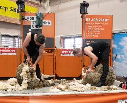 Sheep Shearing Demonstrations