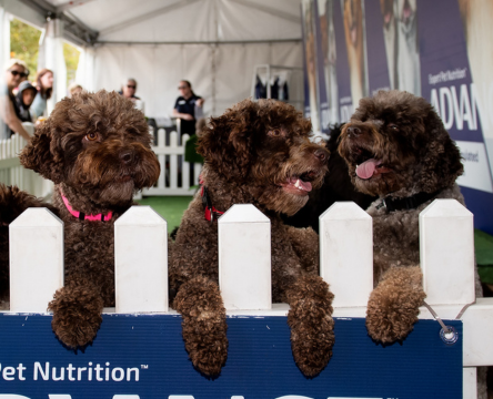 ADVANCE™ Sydney Royal Dog Show