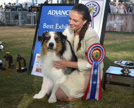 ADVANCE™ Sydney Royal Dog Show: Best in Show