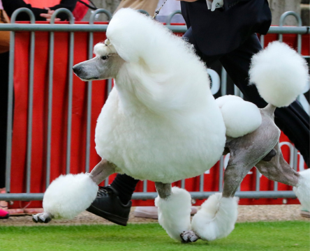 ADVANCE™ Sydney Royal Dog Show: Clubs and Associations