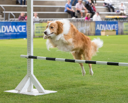 ORA Pet Beds Agility Dog Club Demonstration