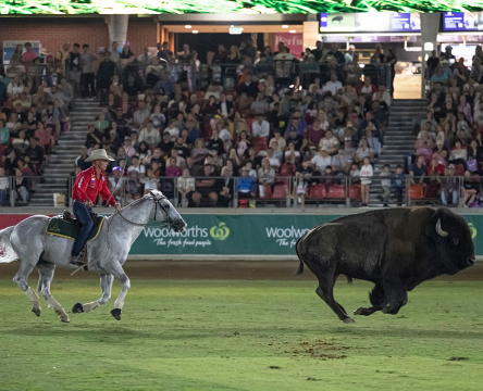 Bison Stampede - The Battle in the Saddle