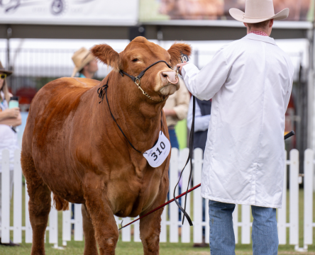 Sydney Royal Cattle Show: Purebred Steers and Trade Steers & Heifers
