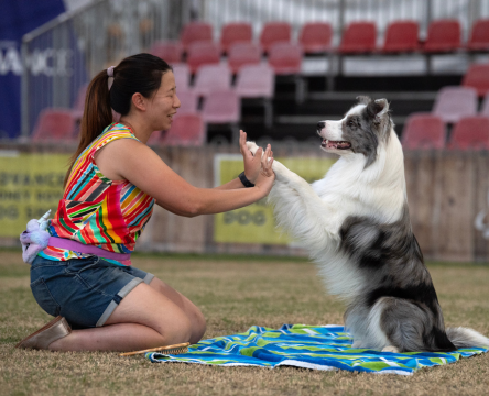 ORA Pet Bed Festival of Dog Sport