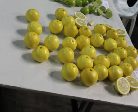 Lemon Bar