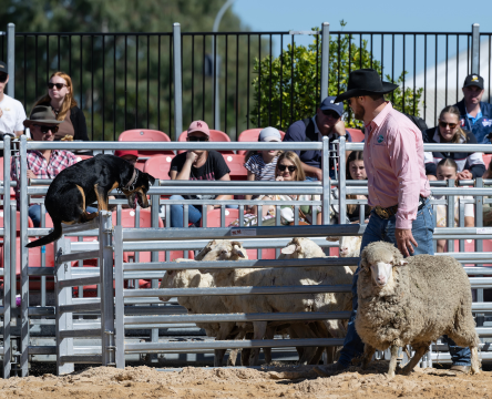 Murray Wilkinson Counting Sheep Demonstration