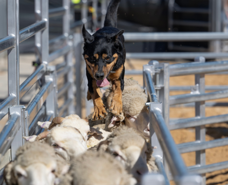 Murray Wilkinson's Sheep Dog Trials