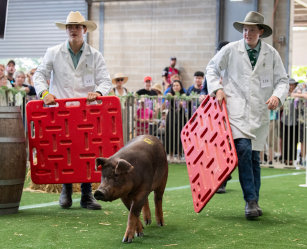 Sydney Royal Pig Show - Handler Competition