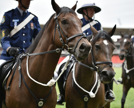 Sydney Royal Horse Show Police Horses