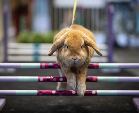 Sydney Royal Rabbit Hopping Show