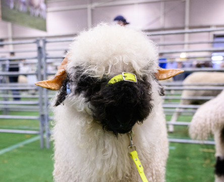 Sheep Display