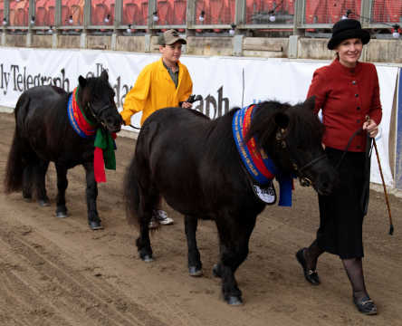 Sydney Royal Horse Show Shetland Pony Parade