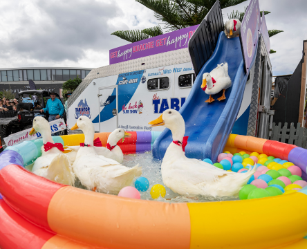 The Duck Slide Show