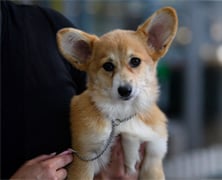 ADVANCE™ Sydney Royal Dog Show: Best Puppy in Show