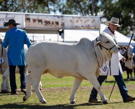 Sydney Royal Cattle Show Beef Championships Urquhart Trophy