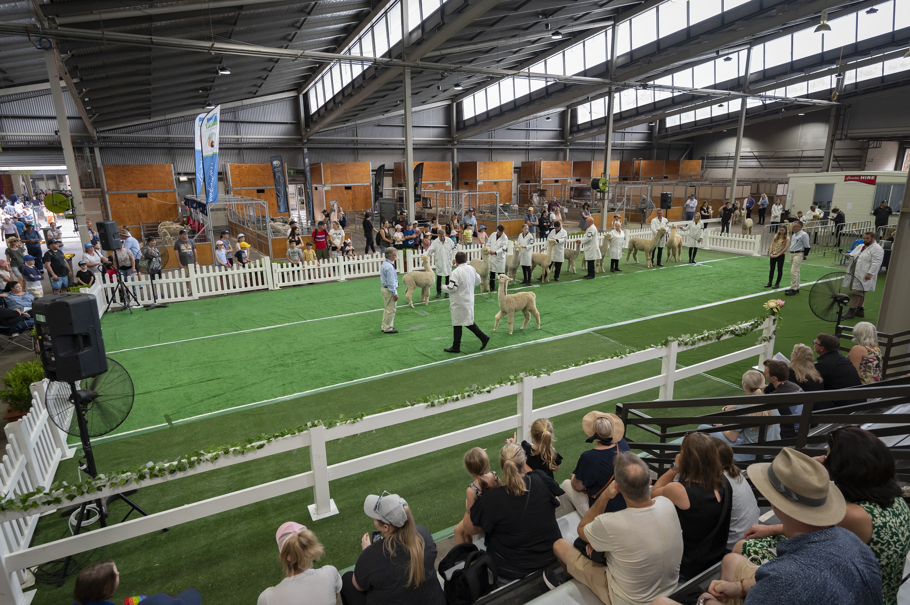 Sydney Royal Alpaca Show