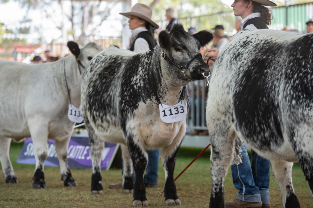 Sydney Royal Cattle Show