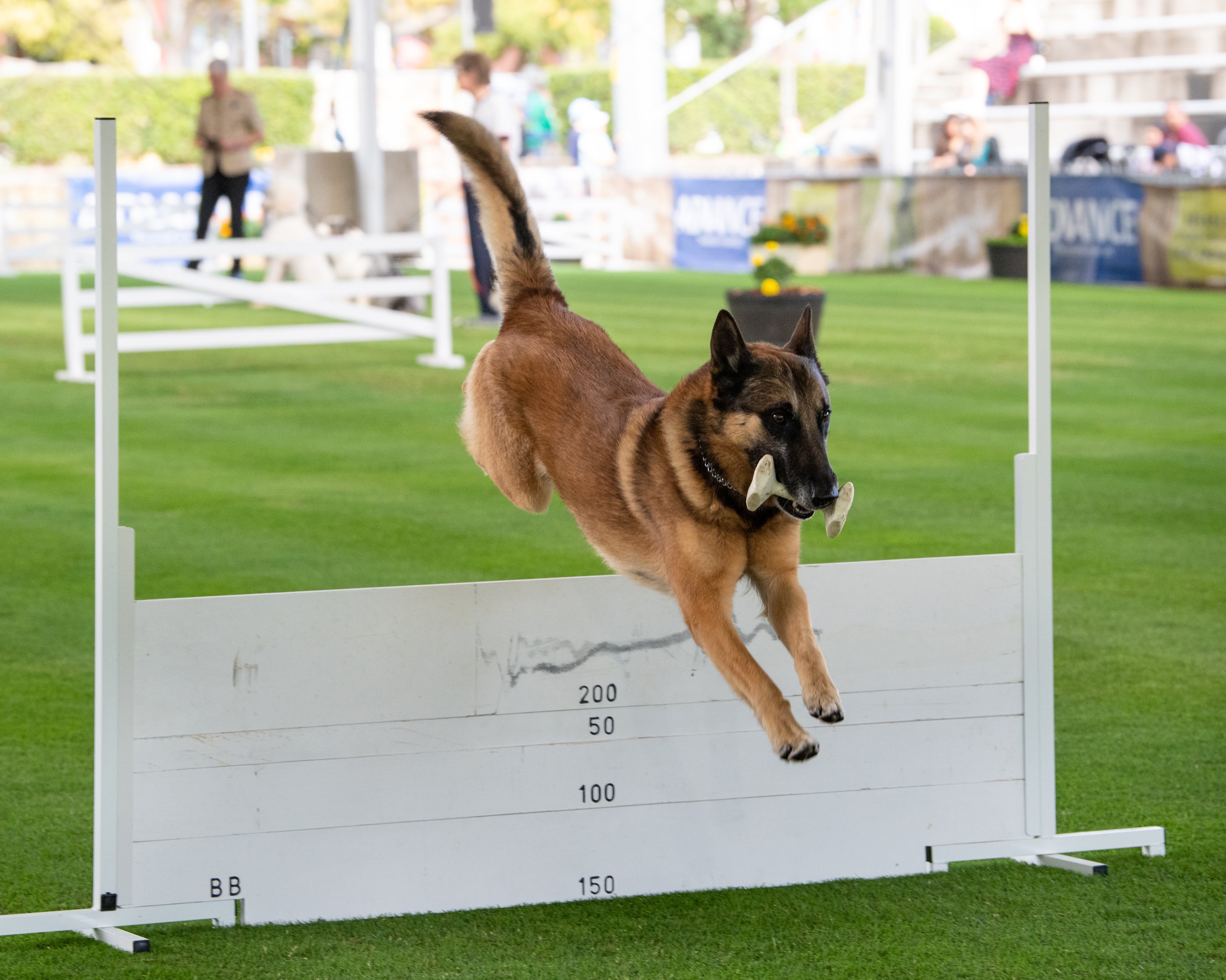 ADVANCE™ Sydney Royal Dog Show: Agility and Obedience