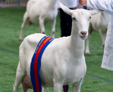 Sydney Royal Goat Show: Dairy Goats