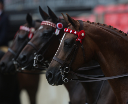Sydney Royal Horse Show
