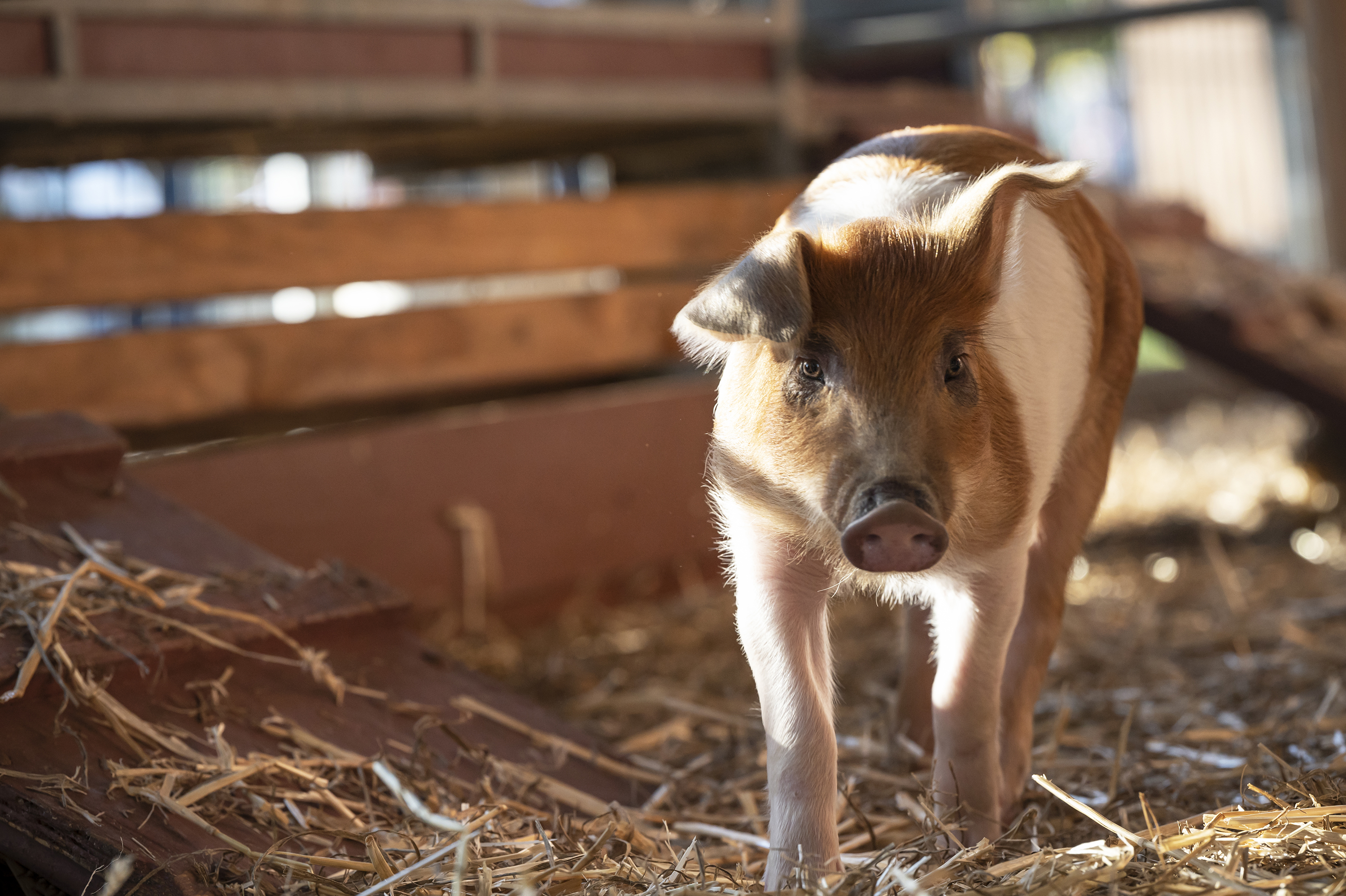 Sydney Royal Pig Show