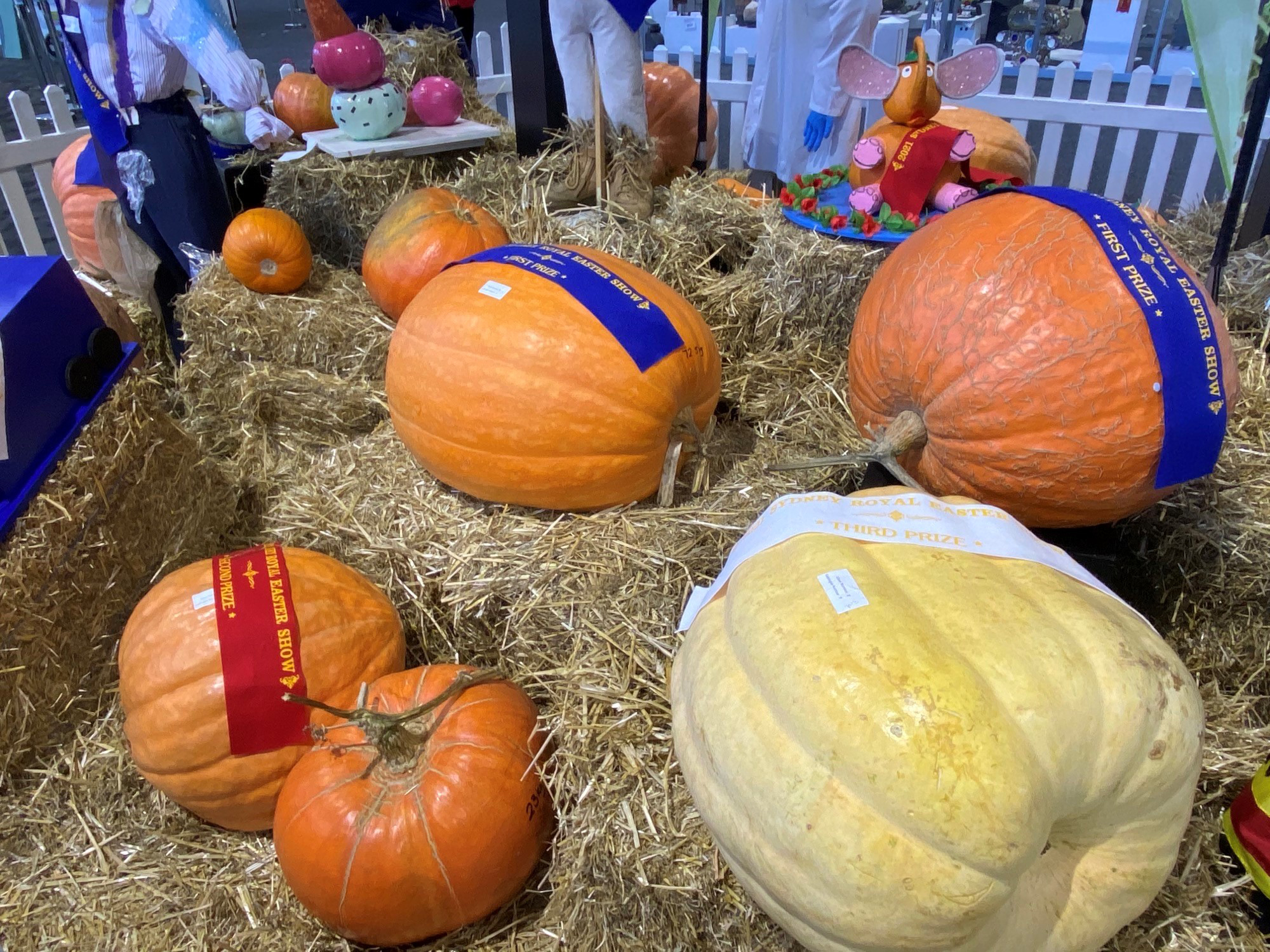 The Great Backyard Pumpkin Challenge