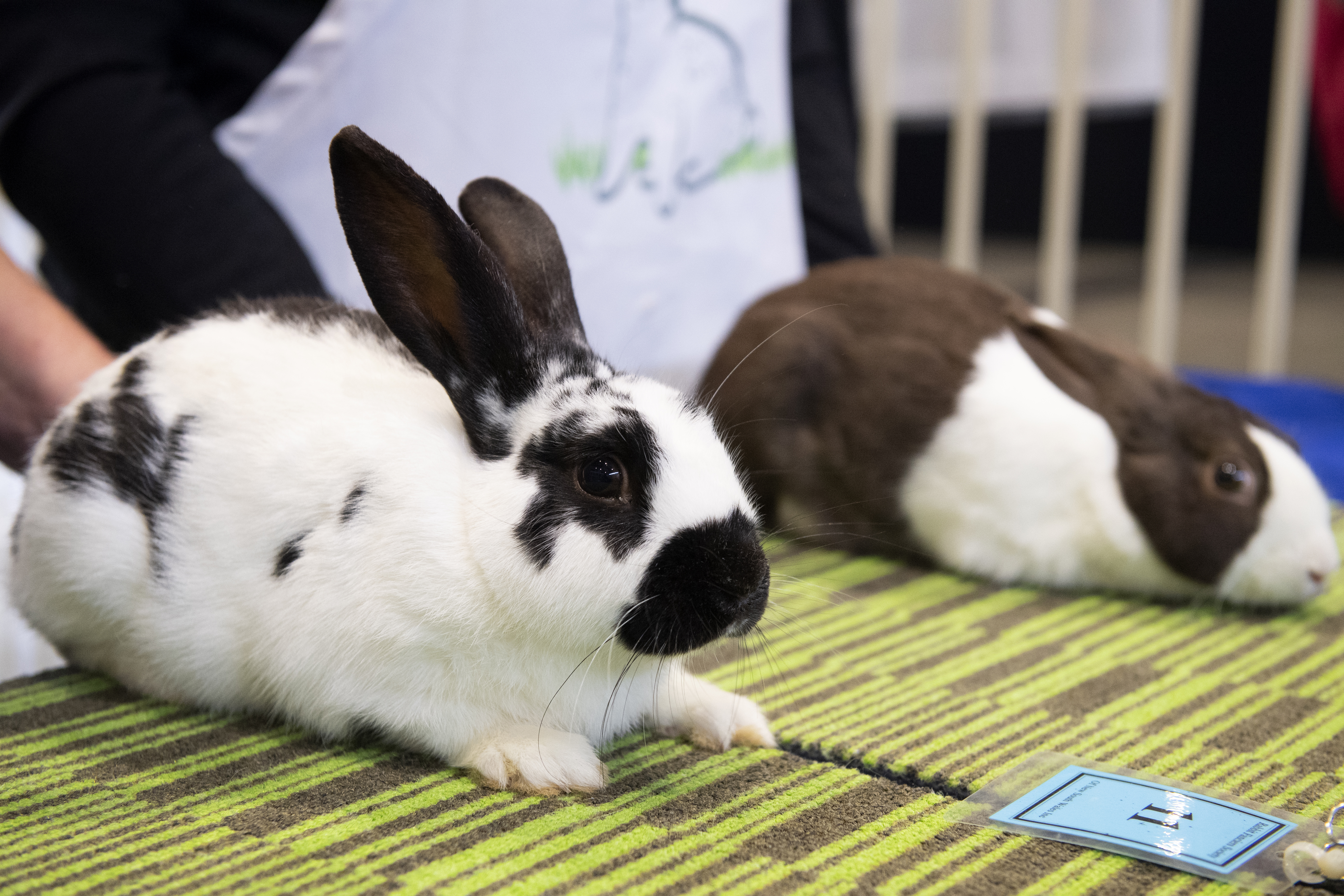 Sydney Royal Rabbit Show