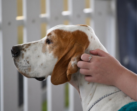 Canine Hero Awards Presentation