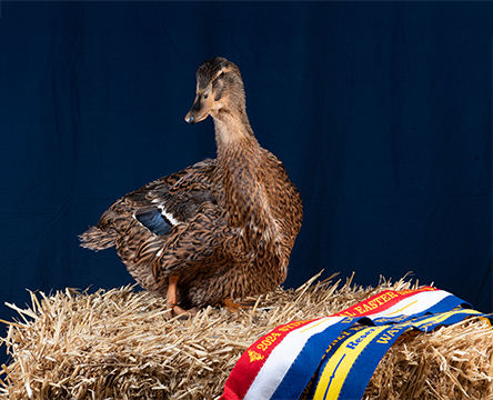 Sydney Royal Purebred Poultry Auction