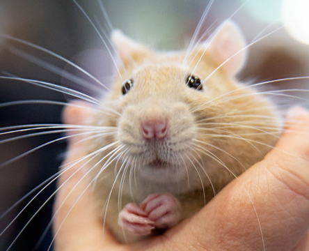 Sydney Royal Rats & Mice Show