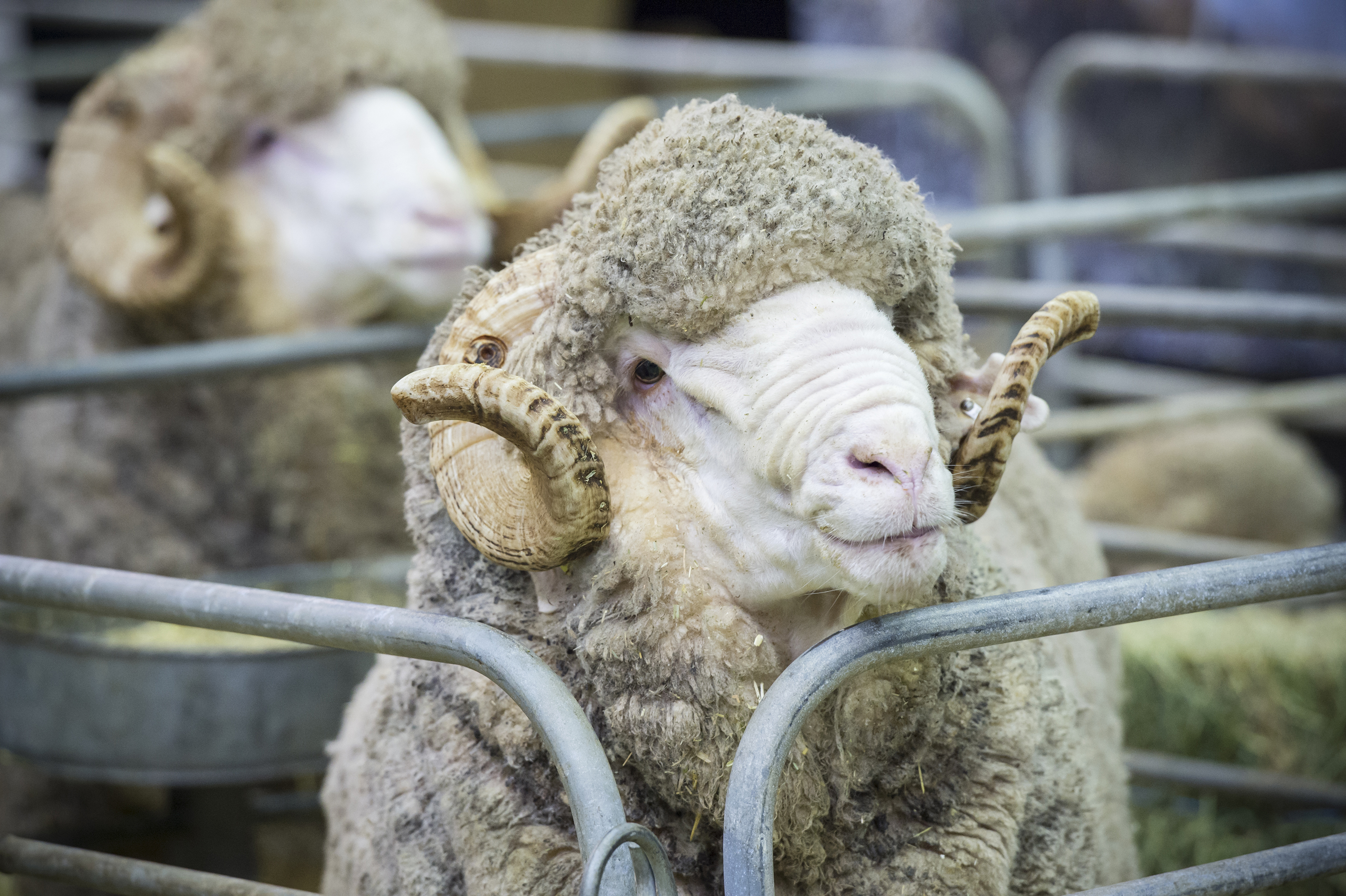 Sydney Royal Sheep Show: Merino