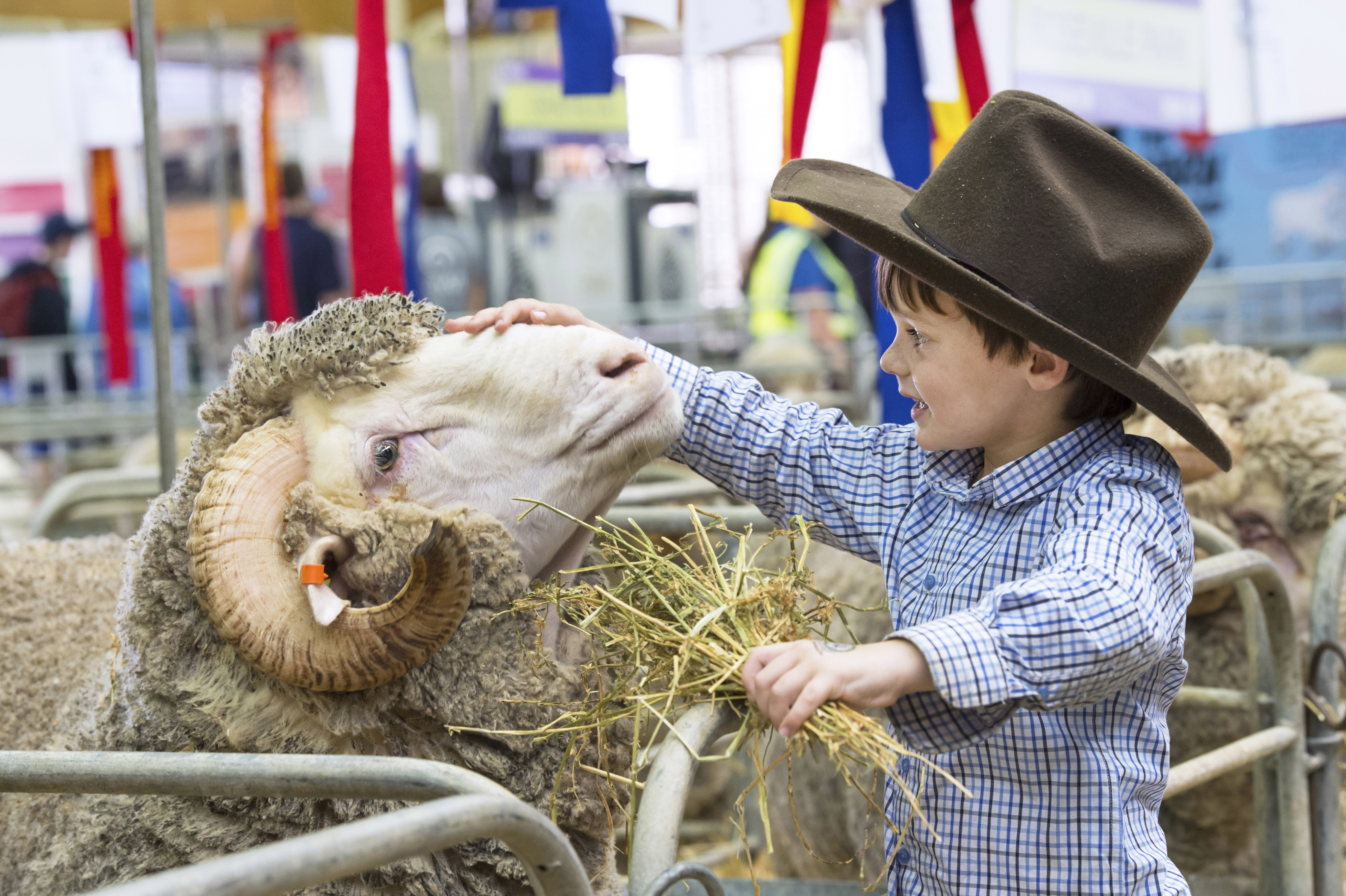 Sydney Royal Sheep Show