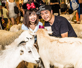 A couple smiling while interacting with sheep in a Farmyard Nursery enclosure at the Sydney Royal Easter Show.