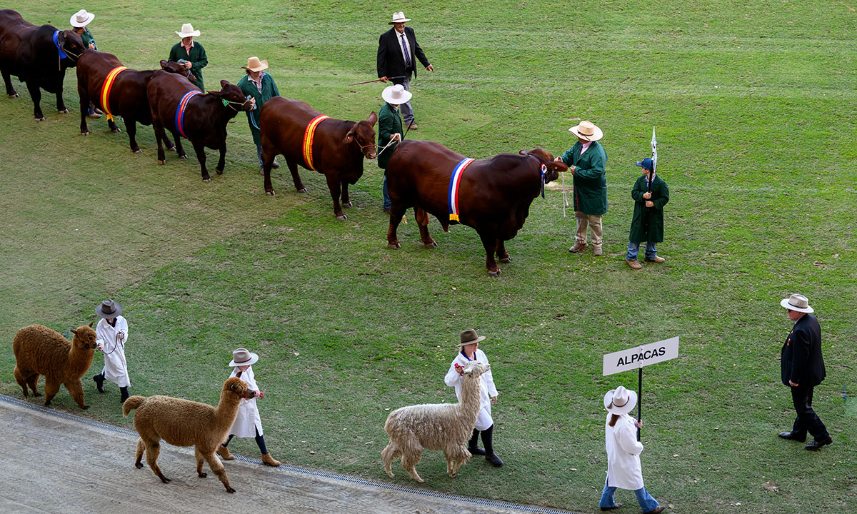  The Grand Parade: A Timeless Sydney Royal Easter Show Tradition