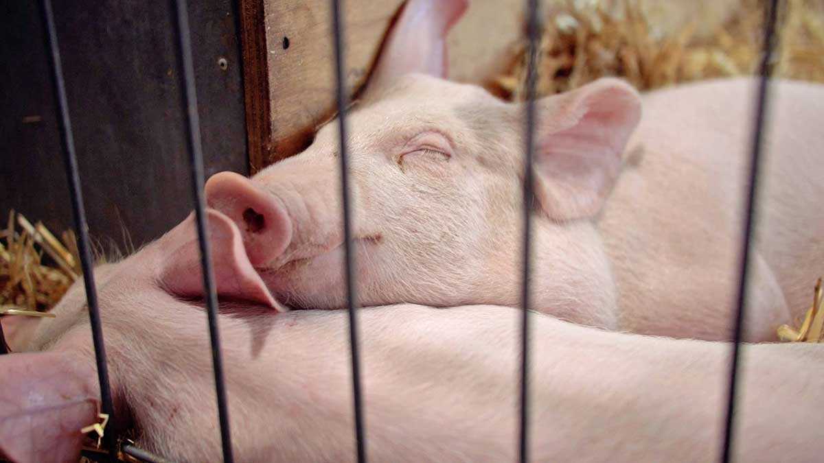 SRES_Save-the-date-Image