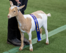 Sydney Royal Goat Show: Miniature Goats