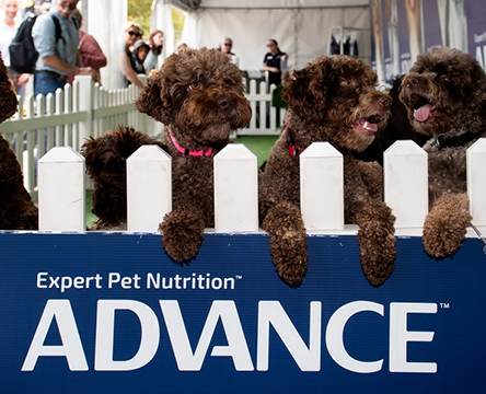 ADVANCE™ Dog Pavilion