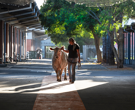 Cattle & Alpaca Pavilion