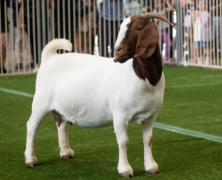 Sydney Royal Goat Show: Boer Goats