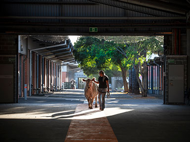 Cattle & Alpaca Pavilion